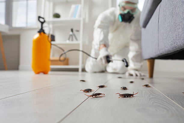 Post-Treatment Bed Bug Interceptor Monitoring in Franklin